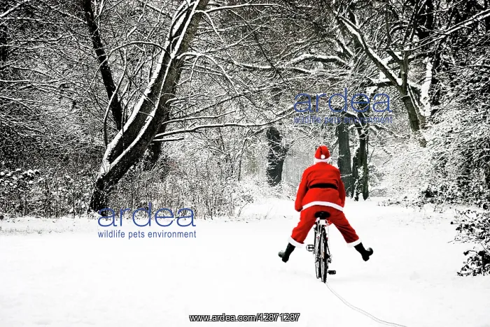  : Father Christmas - in snow - on bicycle freewheeling