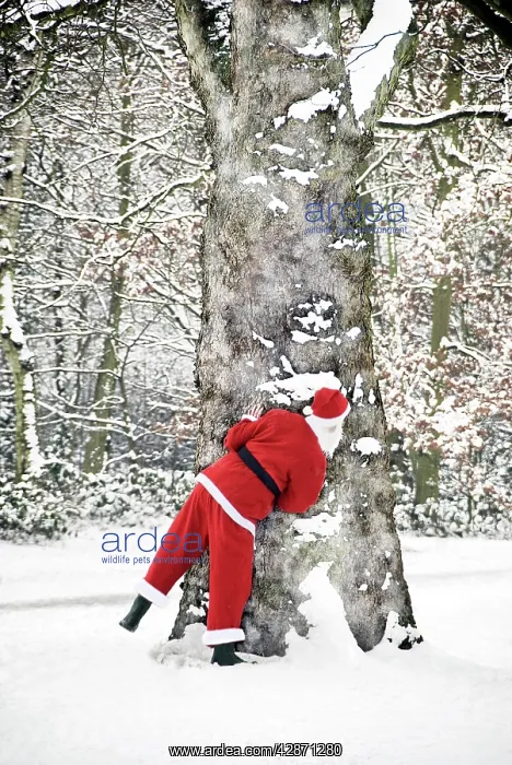  : Father Christmas - in snow - behind tree