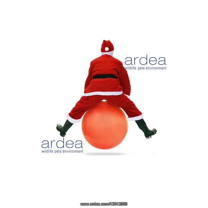 : Father Christmas on a space hopper : Father Christmas on a space hopper