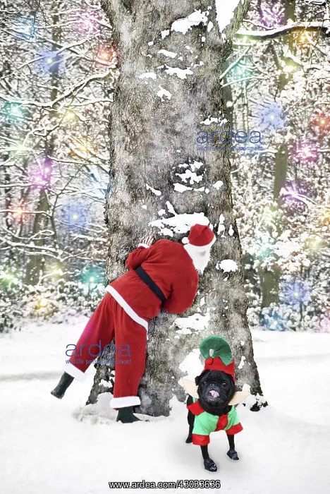 : Father Christmas behind tree with Pug Dog dressed : Father Christmas behind tree with Pug Dog dressed