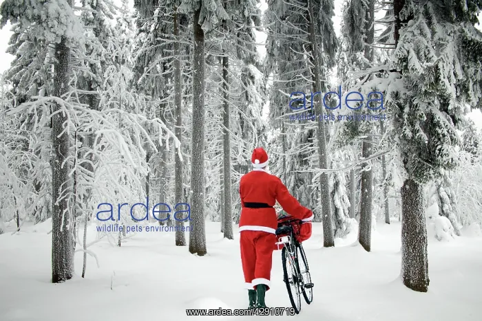 : Father Christmas - walking bicycle through trees : Father Christmas - walking bicycle through trees