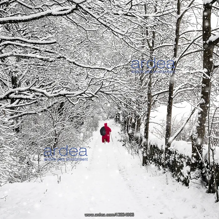  : Father Christmas walking through country Lane