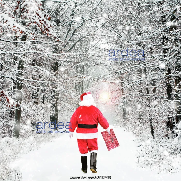 : Father Christmas, walking through winter snow scene : Father Christmas, walking through winter snow scene