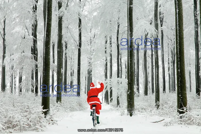 : Father Christmas waving and cycling through woodland : Father Christmas waving and cycling through woodland