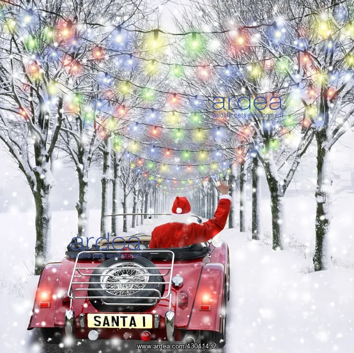 : Father Christmas waving, driving car through : Father Christmas waving, driving car through