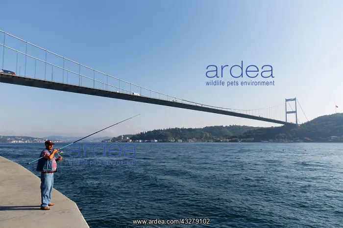 : Fatih Sultan Mehmet Bridge or Second Bosphorus Bridge : Fatih Sultan Mehmet Bridge or Second Bosphorus Bridge