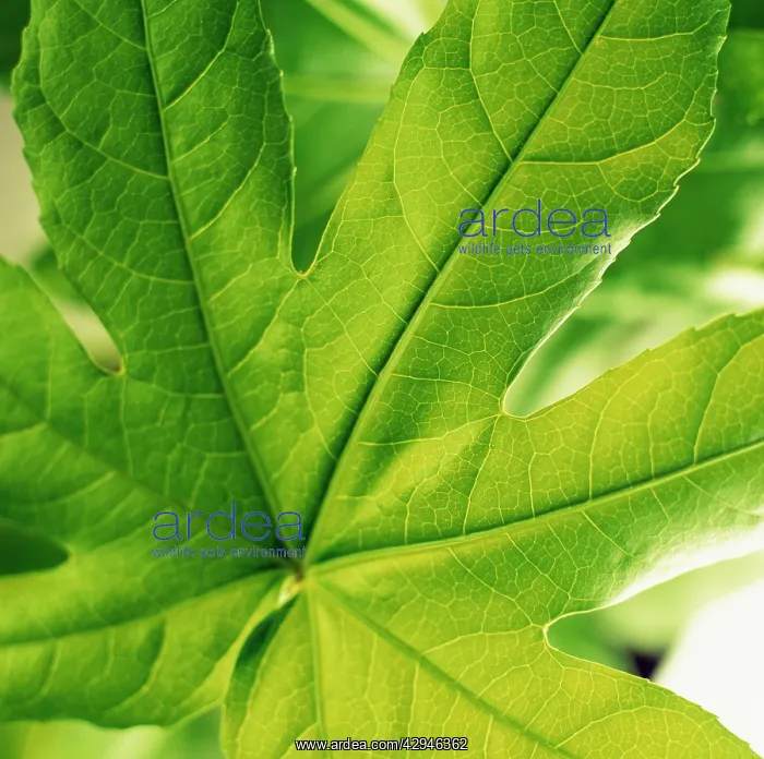 : Fatsia, Fatsia japonica : Fatsia, Fatsia japonica