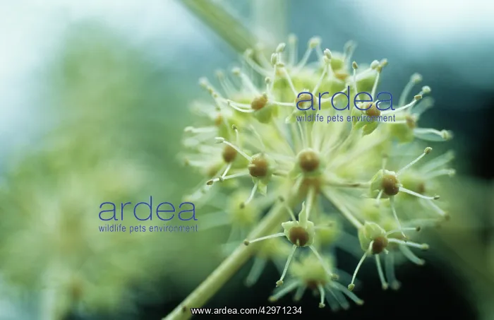 : Fatsia, Fatsia japonica : Fatsia, Fatsia japonica