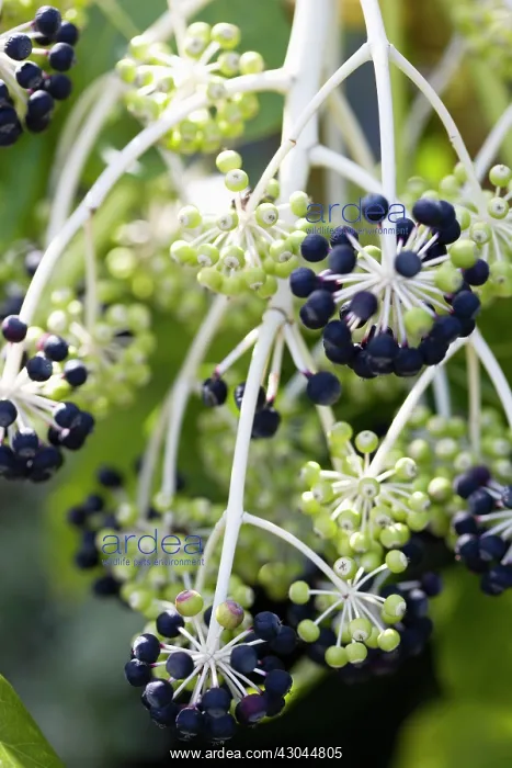  : Fatsia, Fatsia japonica
