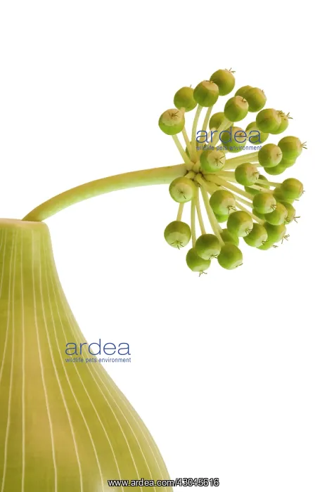: Fatsia, Fatsia japonica : Fatsia, Fatsia japonica
