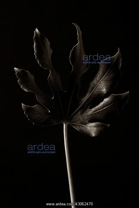 : Fatsia, Fatsia japonica : Fatsia, Fatsia japonica
