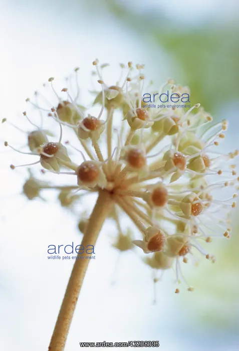 : Fatsia, Fatsia japonica : Fatsia, Fatsia japonica