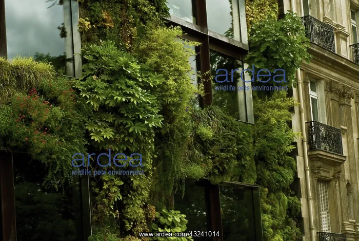 : Fatsia, Fatsia japonica : Fatsia, Fatsia japonica
