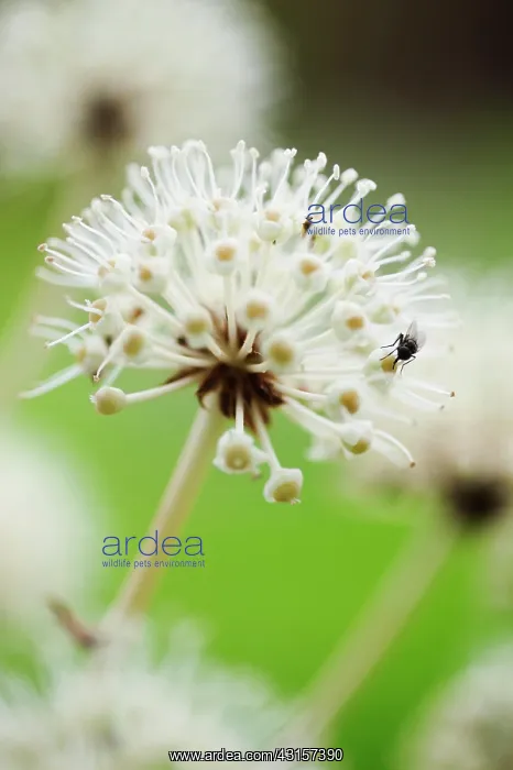 : Fatsia, Fatsia japonica. Close side view of spherical : Fatsia, Fatsia japonica. Close side view of spherical