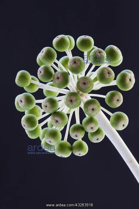 : Fatsia, Fatsia japonica, Green subject, Black background : Fatsia, Fatsia japonica, Green subject, Black background