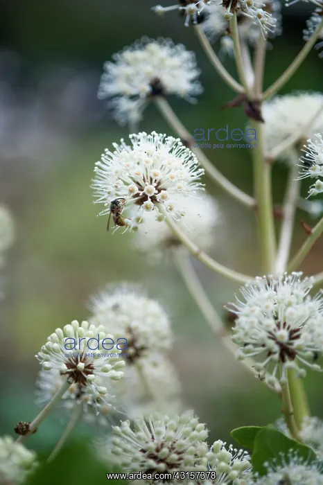  : Fatsia, Fatsia japonica. Side view of spherical