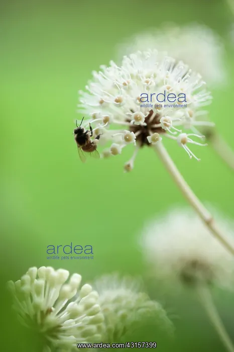  : Fatsia, Fatsia japonica. Side view of spherical