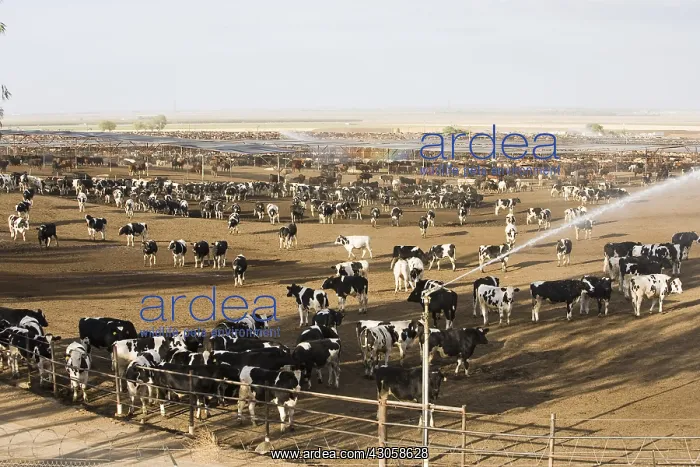 : Fattening farm with shade shelters for California : Fattening farm with shade shelters for California