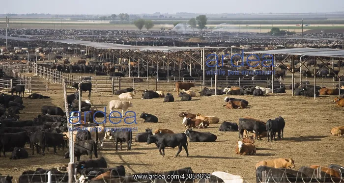 : Fattening farm with shade shelters for California : Fattening farm with shade shelters for California