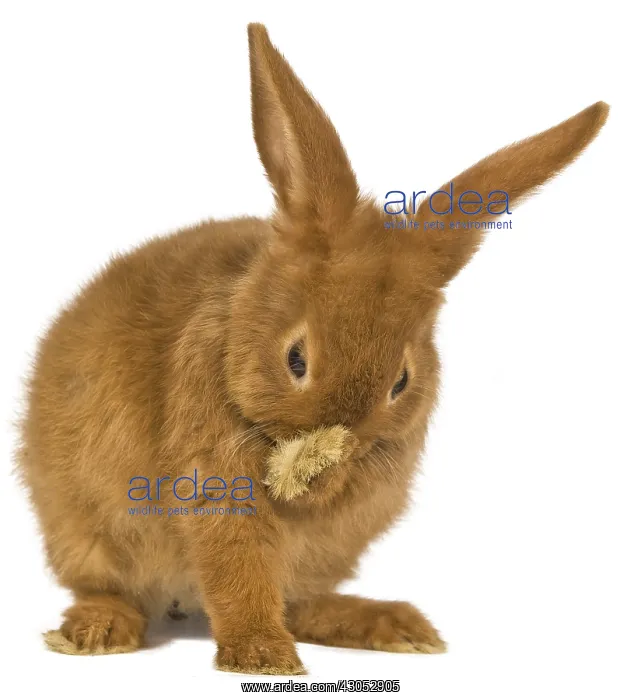 : Fauve de Bourgogne rabbit doing her toilet : Fauve de Bourgogne rabbit doing her toilet