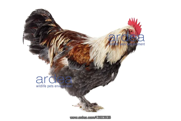  : Faverolles Chicken Cockerel  /  Rooster
