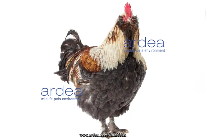 : Faverolles Chicken Cockerel / Rooster : Faverolles Chicken Cockerel / Rooster