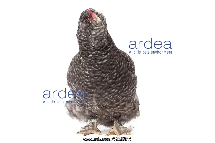 : Faverolles Chicken Hen : Faverolles Chicken Hen