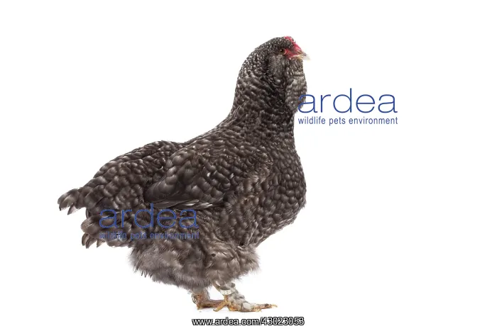 : Faverolles Chicken Hen : Faverolles Chicken Hen