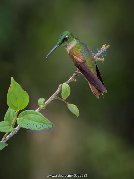  : Fawn-breasted Brilliant (Heliodoxa rubinoides)