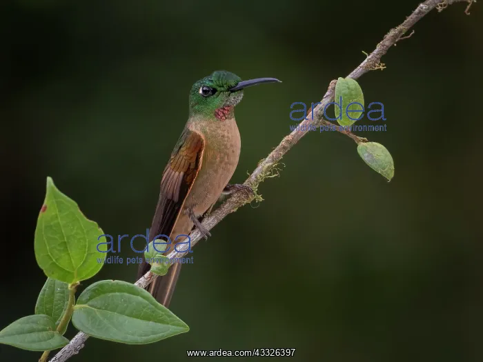 : Fawn-breasted Brilliant (Heliodoxa rubinoides) : Fawn-breasted Brilliant (Heliodoxa rubinoides)