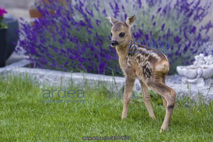 : A fawn (Capreolus capreolus), standing in a garden : A fawn (Capreolus capreolus), standing in a garden