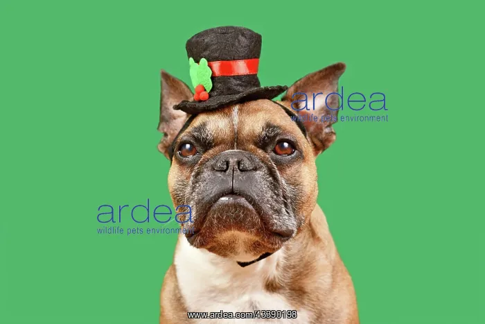 : Fawn colored French Bulldog with snowman top hat : Fawn colored French Bulldog with snowman top hat