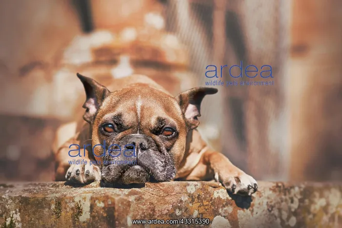 : Fawn French Bulldog dog with pointy ears lying down : Fawn French Bulldog dog with pointy ears lying down