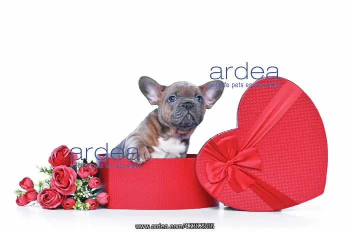  : Fawn French Bulldog dog puppy in Valentine's Day