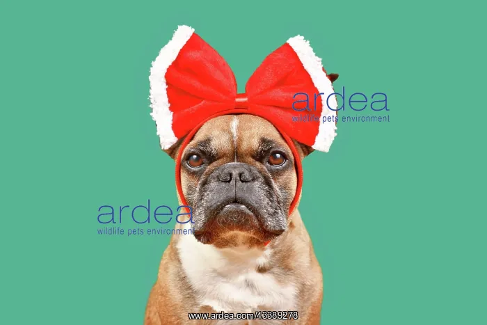 : Fawn French Bulldog dog wearing big red Christmas : Fawn French Bulldog dog wearing big red Christmas