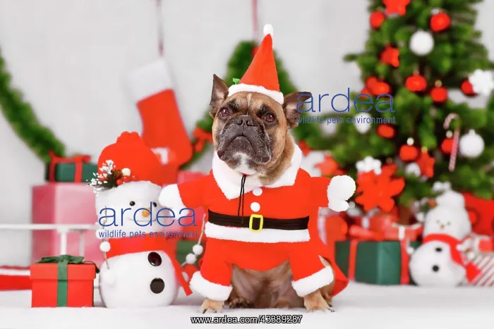 : Fawn French Bulldog wearing Santa Claus dog costume : Fawn French Bulldog wearing Santa Claus dog costume