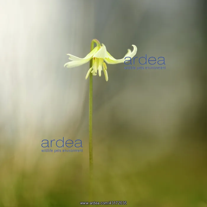  : Fawn lily White Beauty, Erythronium californicum
