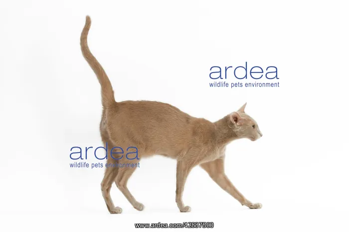  : Fawn Oriental Cat