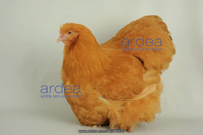 : Fawn Orpington hen on white background : Fawn Orpington hen on white background
