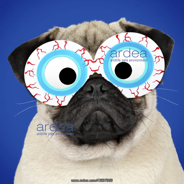 : Fawn Pug Dog, wearing bloodshot eye glasses : Fawn Pug Dog, wearing bloodshot eye glasses