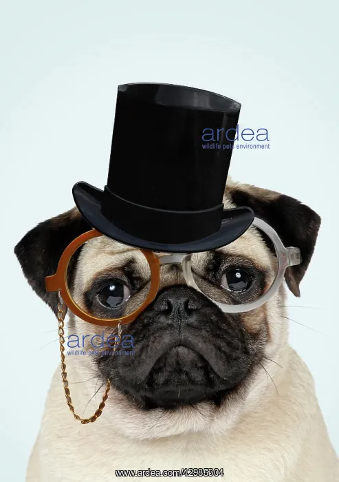 : Fawn Pug Dog, wearing monocle and top hat glasses : Fawn Pug Dog, wearing monocle and top hat glasses