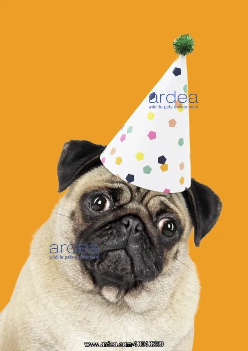 : Fawn Pug Dog, wearing party hat. Digital manipulation : Fawn Pug Dog, wearing party hat. Digital manipulation