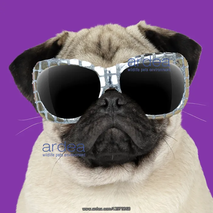  : Fawn Pug Dog, wearing sunglasses