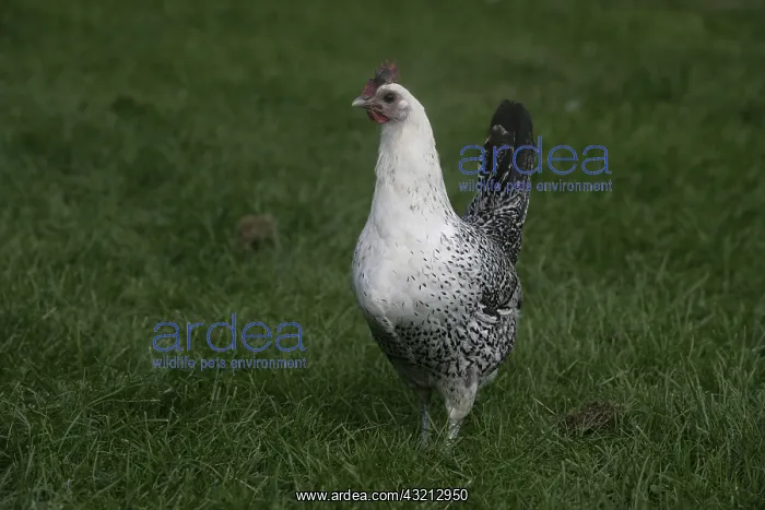 : Fayoumi hen in grass Warwickshire : Fayoumi hen in grass Warwickshire