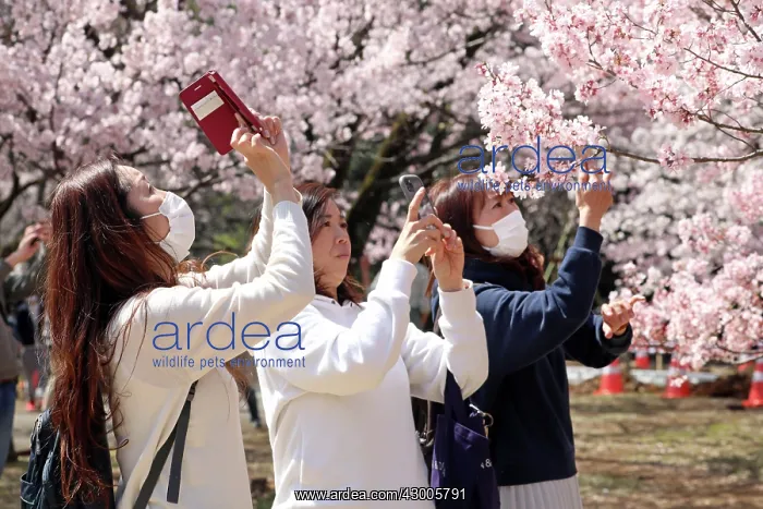 : Fear of the Coronavirus didnt stop the Japanese : Fear of the Coronavirus didnt stop the Japanese