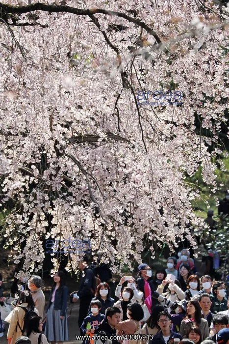  : Fear of the Coronavirus didnt stop the Japanese