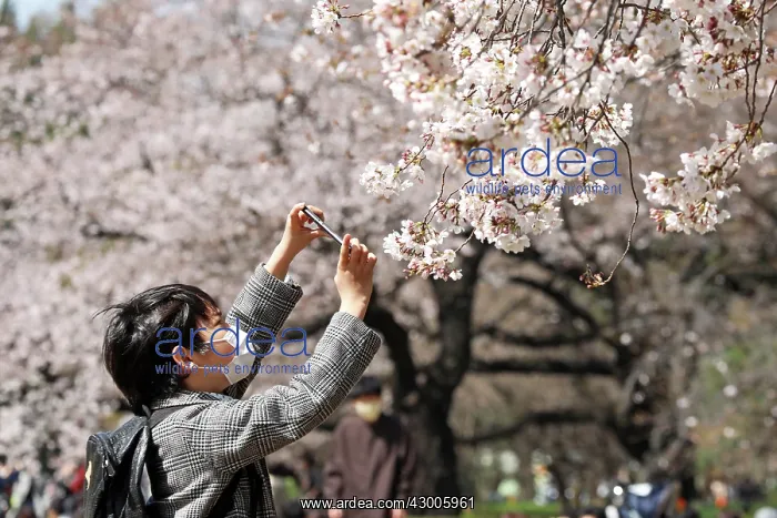 : Fear of the Coronavirus didnt stop the Japanese : Fear of the Coronavirus didnt stop the Japanese