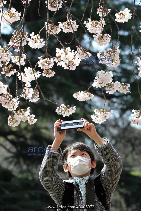  : Fear of the Coronavirus didnt stop the Japanese