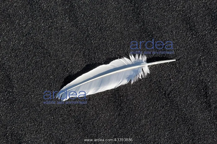 : Feather beach : Feather beach