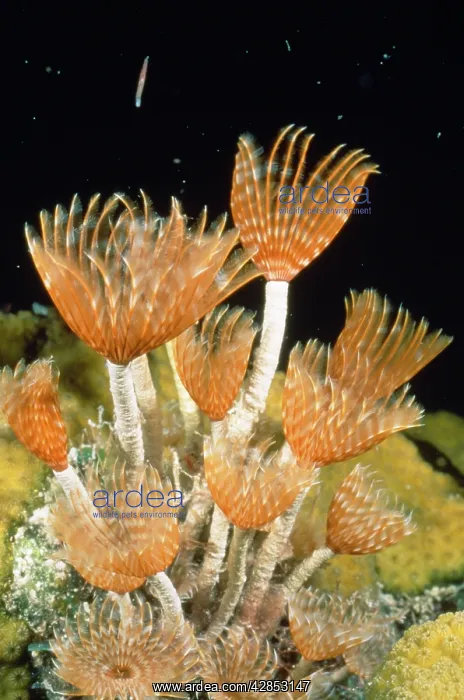 : Feather Duster Worm : Feather Duster Worm